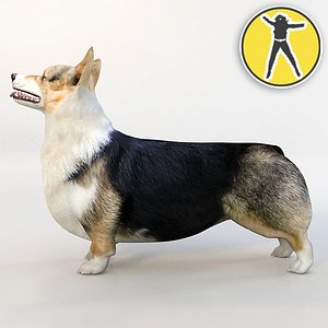3d welsh-corgi pembroke dogs corgi