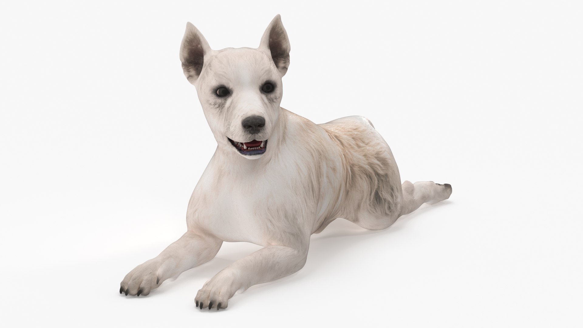 Mongrel Dog Cream Lying Down Pose 3D model preview