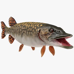 3D pike fish rigged modo