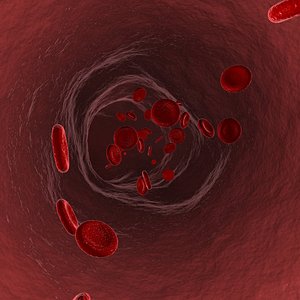 Vein and Blood Cells