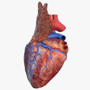 human heart thymus 3D