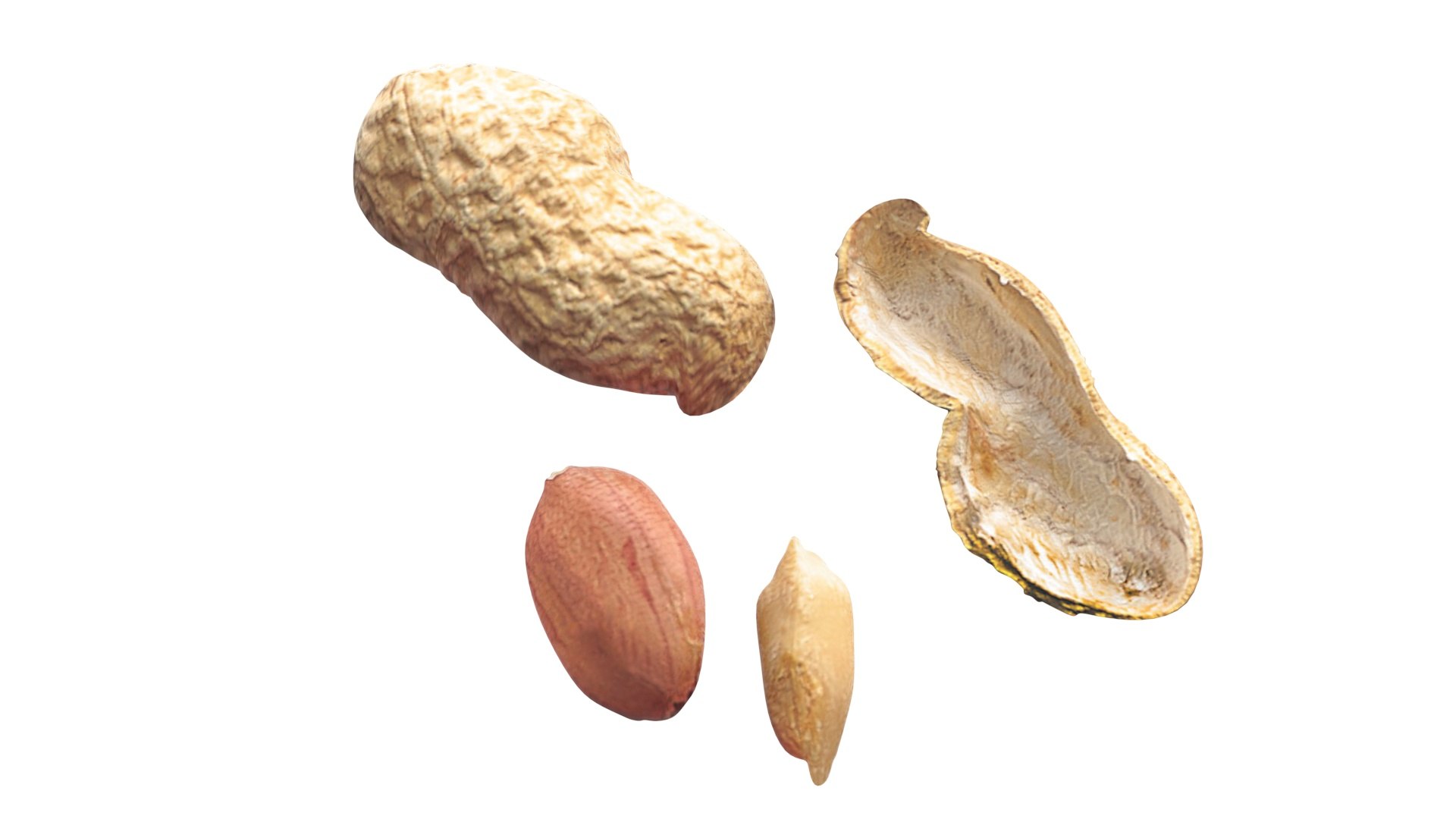 Peanuts 3D model https://p.turbosquid.com/ts-thumb/jw/1QiLWJ/c5/peanutssetnew13/jpg/1716381751/1920x1080/fit_q87/293f82a5fe49ca0263e8d3f5bee92358af09af7e/peanutssetnew13.jpg