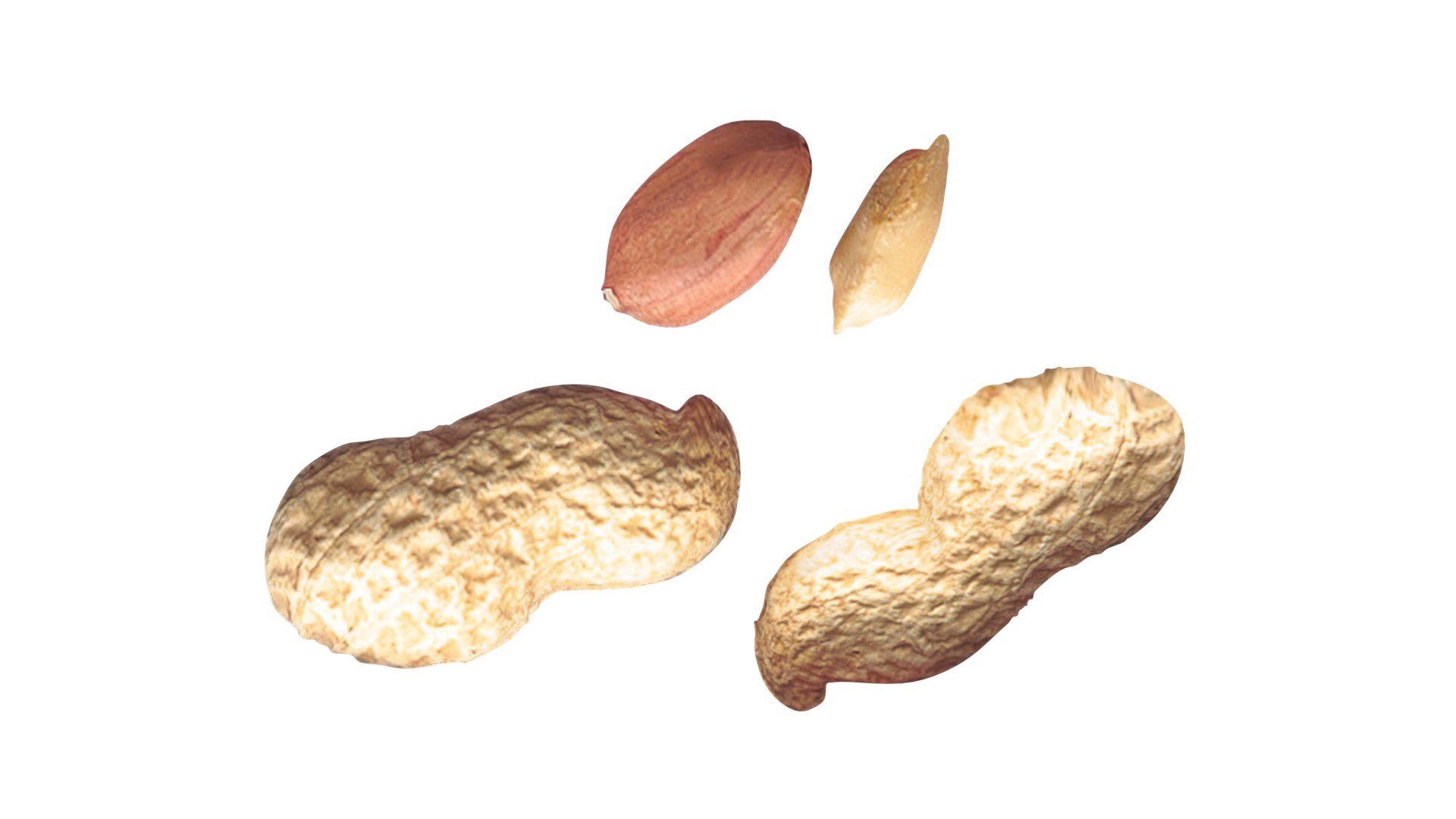 Peanuts 3D model https://p.turbosquid.com/ts-thumb/jw/1QiLWJ/fg/peanutssetnew21/jpg/1716381746/1920x1080/fit_q87/603c11fc93bb647c848a5da8f4235d685d8cbeb8/peanutssetnew21.jpg