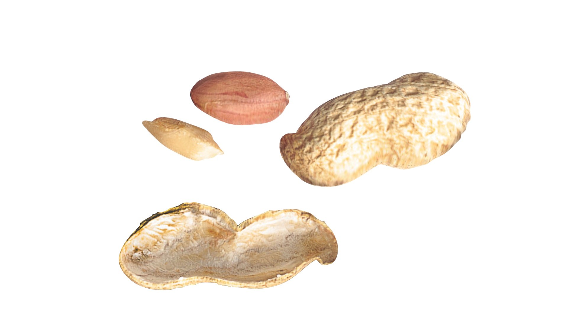 Peanuts 3D model https://p.turbosquid.com/ts-thumb/jw/1QiLWJ/hh/peanutssetnew14/jpg/1716381749/1920x1080/fit_q87/887489317d05108791df40aeeb5af4deb633ba19/peanutssetnew14.jpg