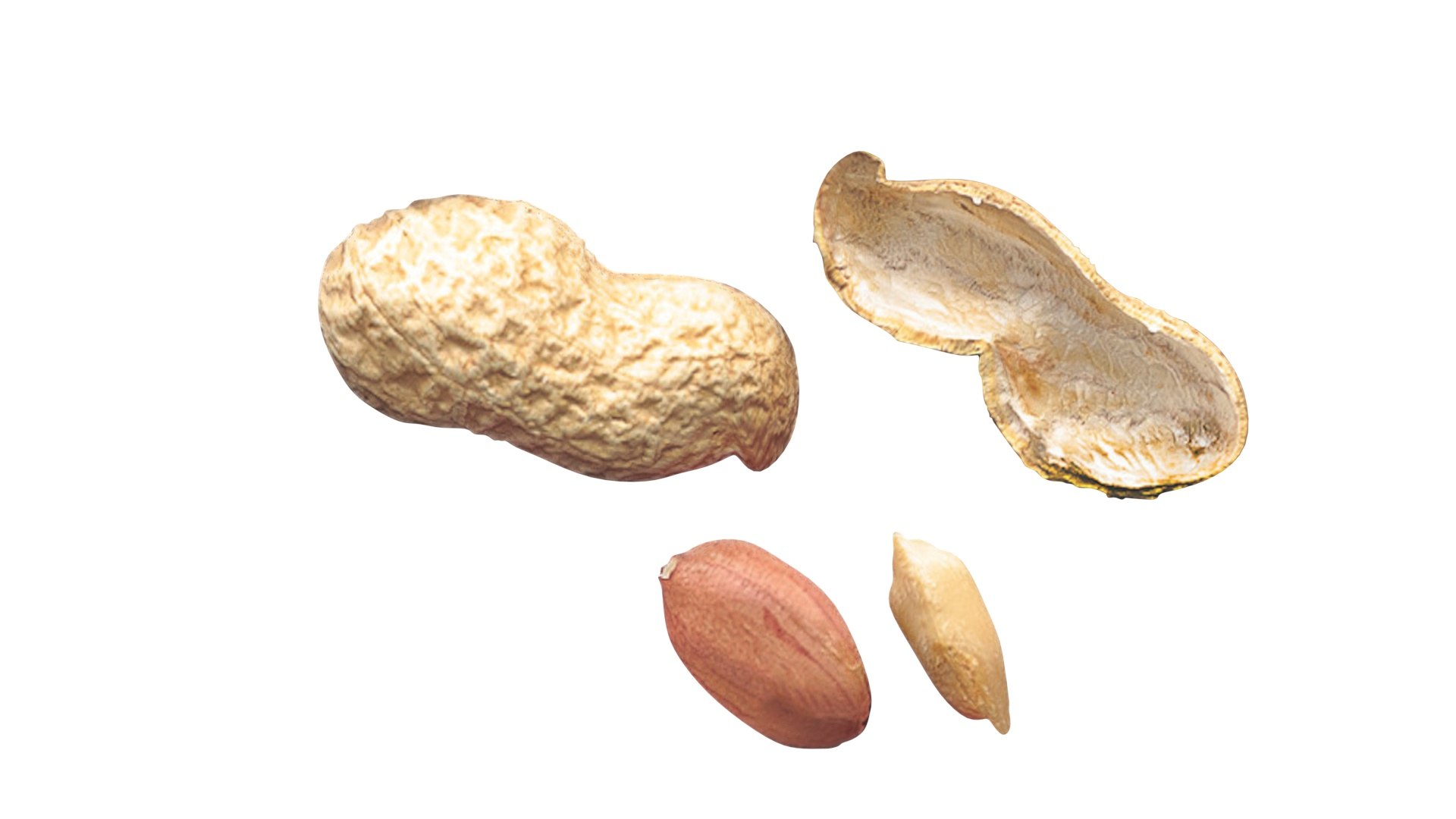 Peanuts 3D model https://p.turbosquid.com/ts-thumb/jw/1QiLWJ/hx/peanutssetnew20/jpg/1716381747/1920x1080/fit_q87/3abb3a4f49af788134f7fe69d5724d2e86fb4008/peanutssetnew20.jpg
