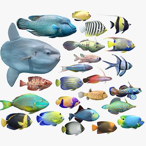 Global Reef Fish 24 - Animated 3D model