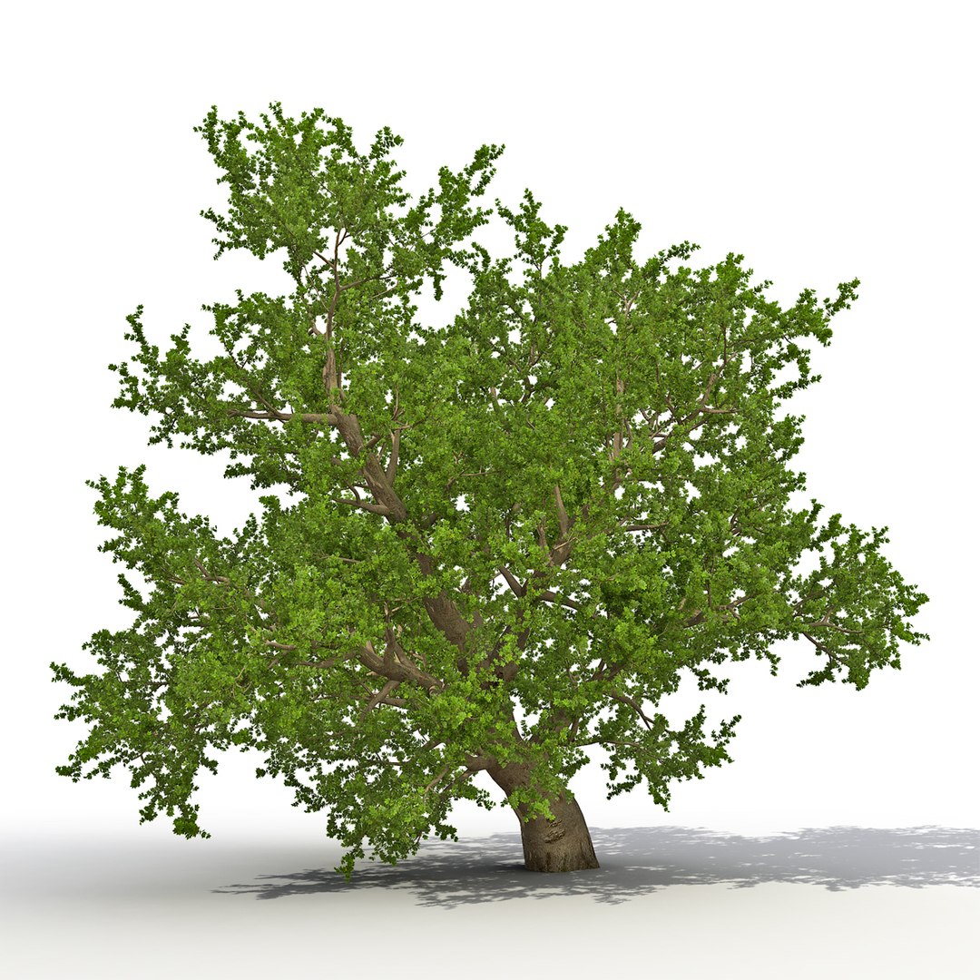 Old Red Maple Tree Summer 3D model preview