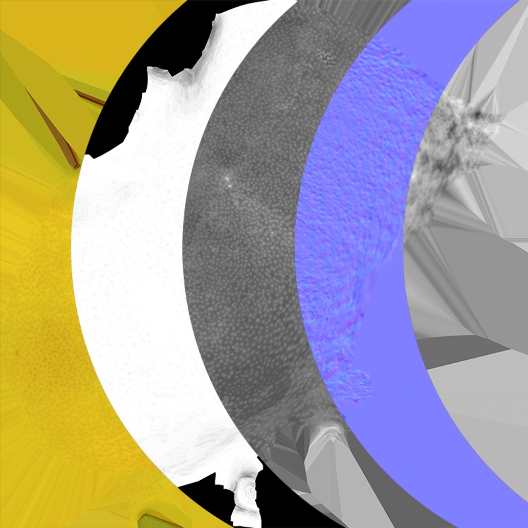 3D Whole Lemon 01 https://p.turbosquid.com/ts-thumb/jw/BhOSmJ/Ye/lemonwhole1_c0005/png/1763734397/1920x1080/fit_q87/84191af9686eb1d69054a2ea88b6525e4bedfb0a/lemonwhole1_c0005.jpg