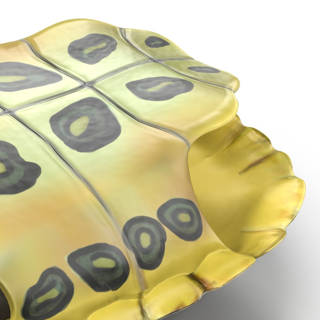 3d turtle shell https://p.turbosquid.com/ts-thumb/jw/MpNsep/HVqhYnCr/turtleshell3dmodel14/jpg/1433425940/1920x1080/fit_q87/f1c3063c66c862f1cdc91c20f356a20f671dc65f/turtleshell3dmodel14.jpg