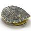 3d turtle shell
