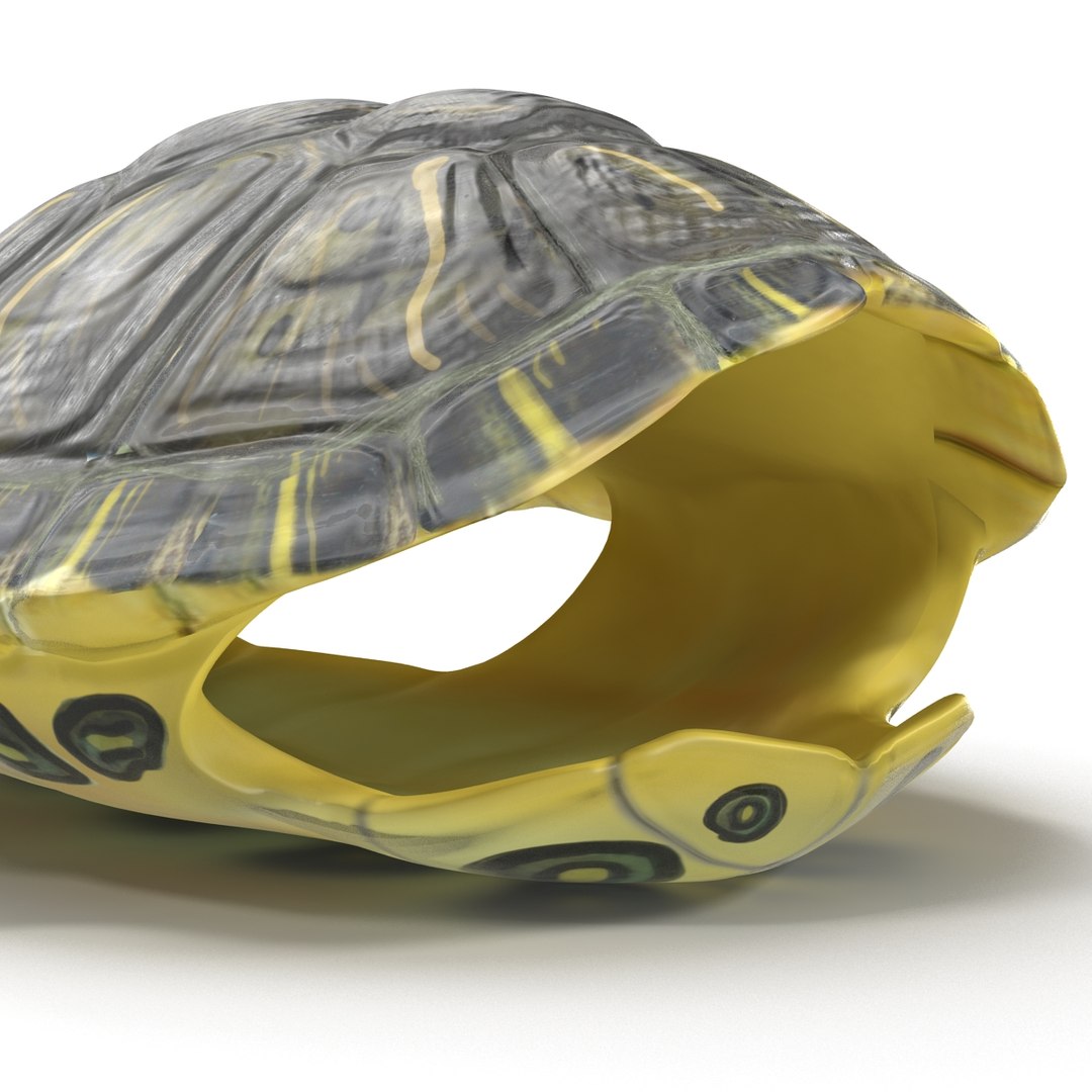 3d turtle shell https://p.turbosquid.com/ts-thumb/jw/MpNsep/Ouc5gGKi/turtleshell3dmodel12/jpg/1433425940/1920x1080/fit_q87/affceae65d31c67406e1e1e8439f80ccf7efd821/turtleshell3dmodel12.jpg
