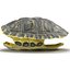 3d turtle shell