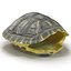 3d turtle shell
