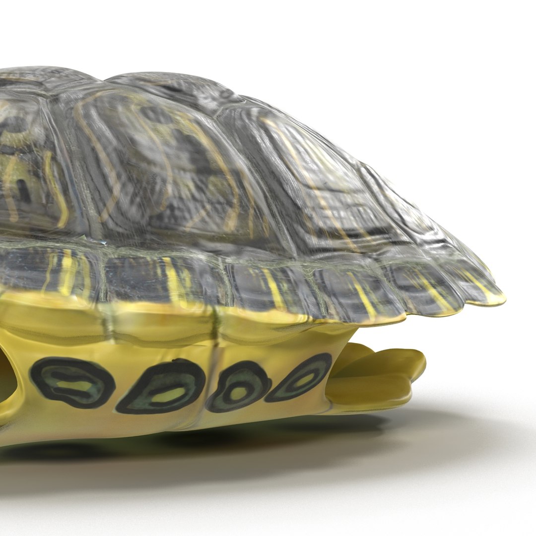 3d turtle shell https://p.turbosquid.com/ts-thumb/jw/MpNsep/a3rGLMy1/turtleshell3dmodel13/jpg/1433425940/1920x1080/fit_q87/04d0ce71e339c2bc2cb11eabd1f8165f6edbb814/turtleshell3dmodel13.jpg