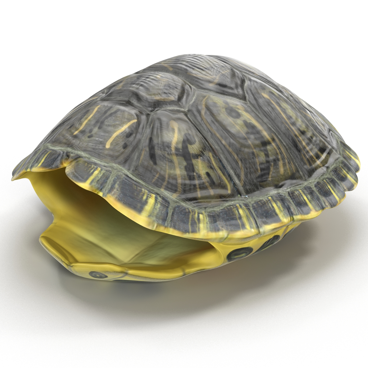 modelo 3d Caparazón de tortuga - TurboSquid 933588