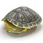 3d turtle shell