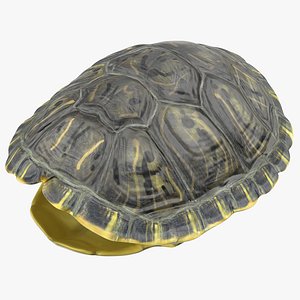 3d turtle shell