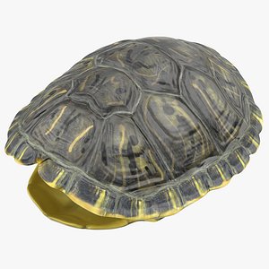 Turtle Shell