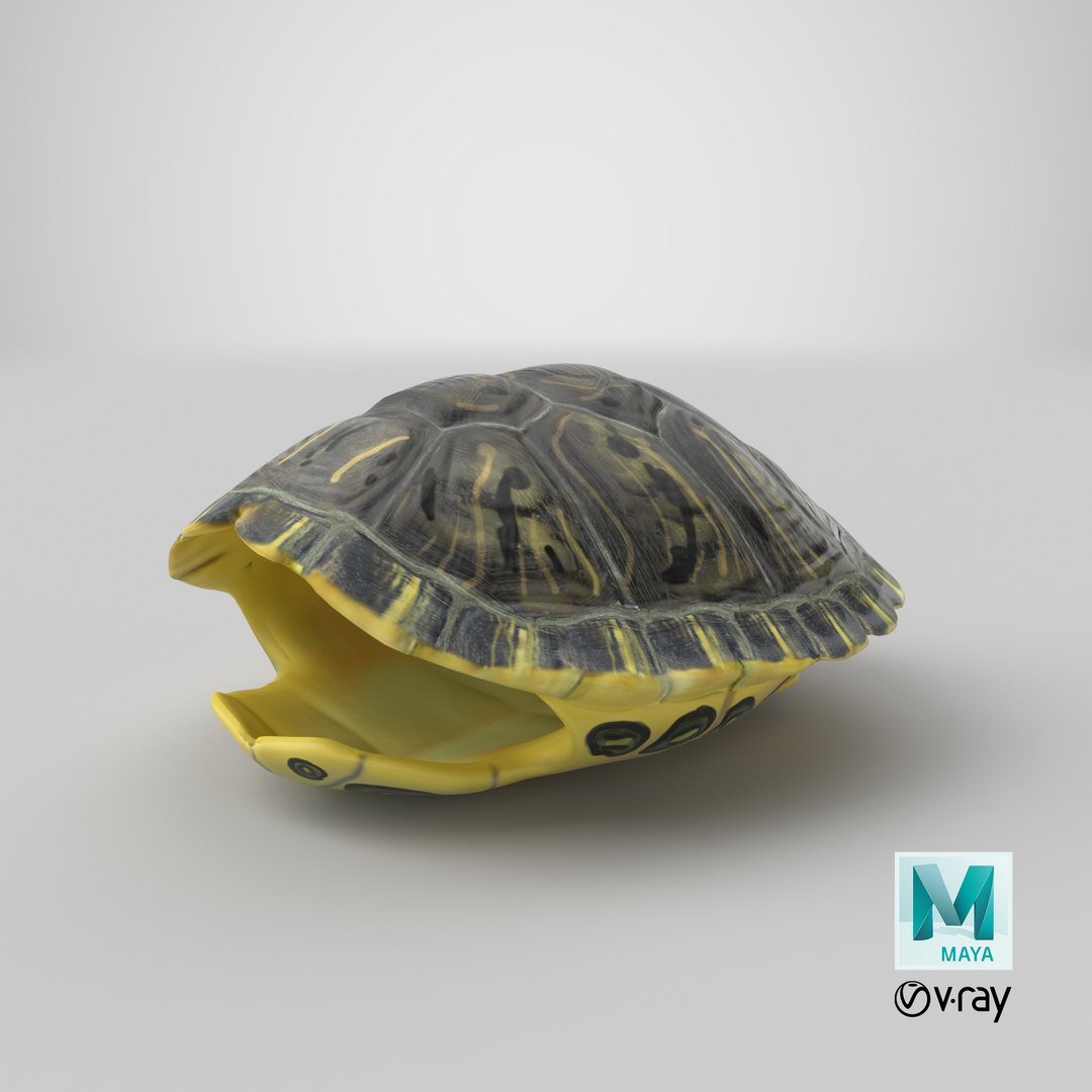 3d turtle shell https://p.turbosquid.com/ts-thumb/jw/MpNsep/st/stemcell_maya_vray_render/png/1663847230/1920x1080/fit_q87/0bf674ba9f1d71985eb41a970fafe431c5d51ecc/stemcell_maya_vray_render.jpg