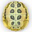 3d turtle shell