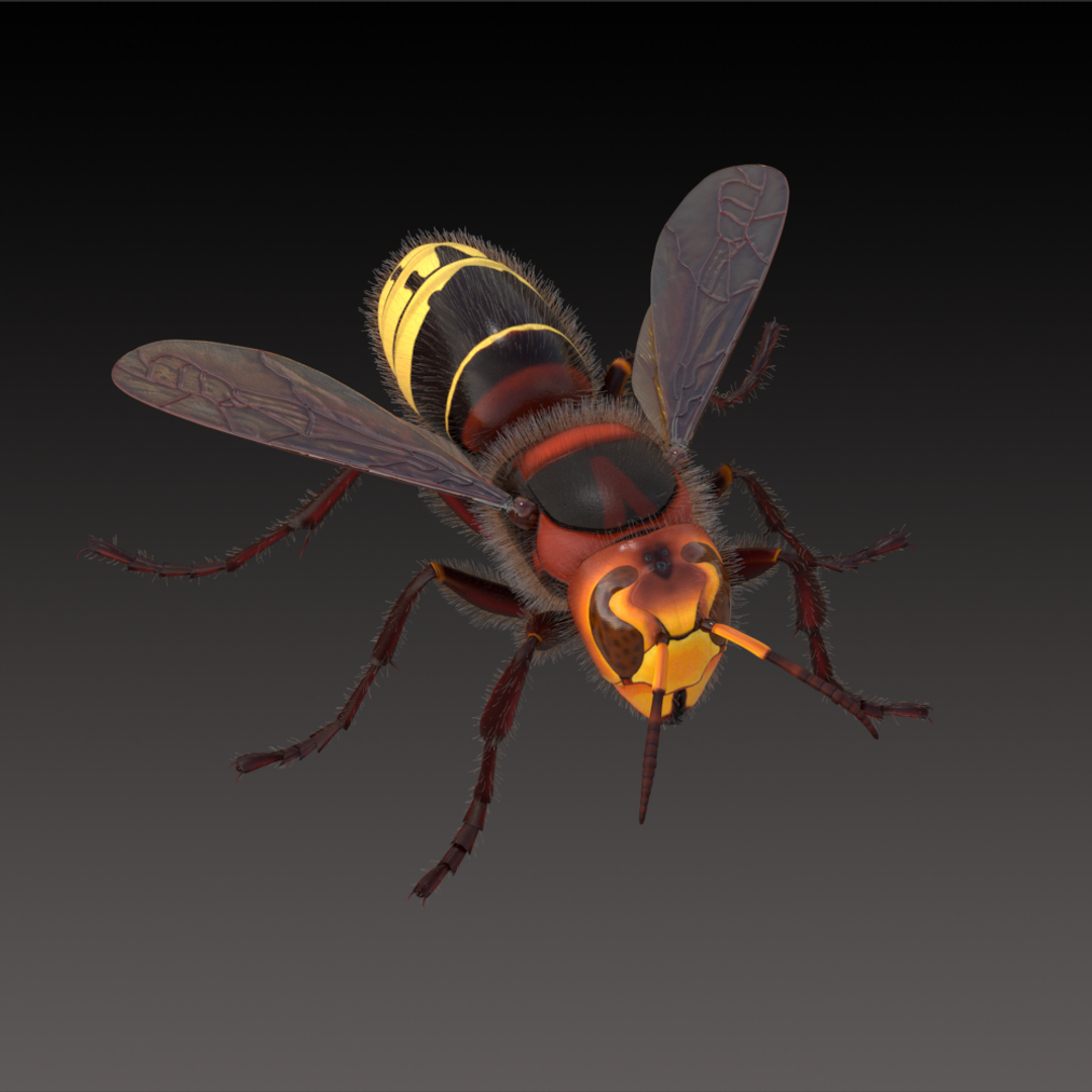 european hornet model https://p.turbosquid.com/ts-thumb/jw/SzzHYy/9vOtOyCv/frame/png/1594196411/1920x1080/turn_fit_q99/c02aa8bb40e450508b17c7b98155ea8eed28e6c3/frame-1.jpg