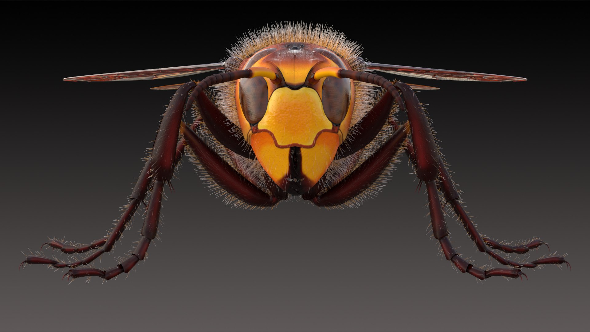 european hornet model https://p.turbosquid.com/ts-thumb/jw/SzzHYy/IMTdqYYm/photo_6/png/1594242854/1920x1080/fit_q87/1042fcb54409942a47d888113c325901741b9d77/photo_6.jpg