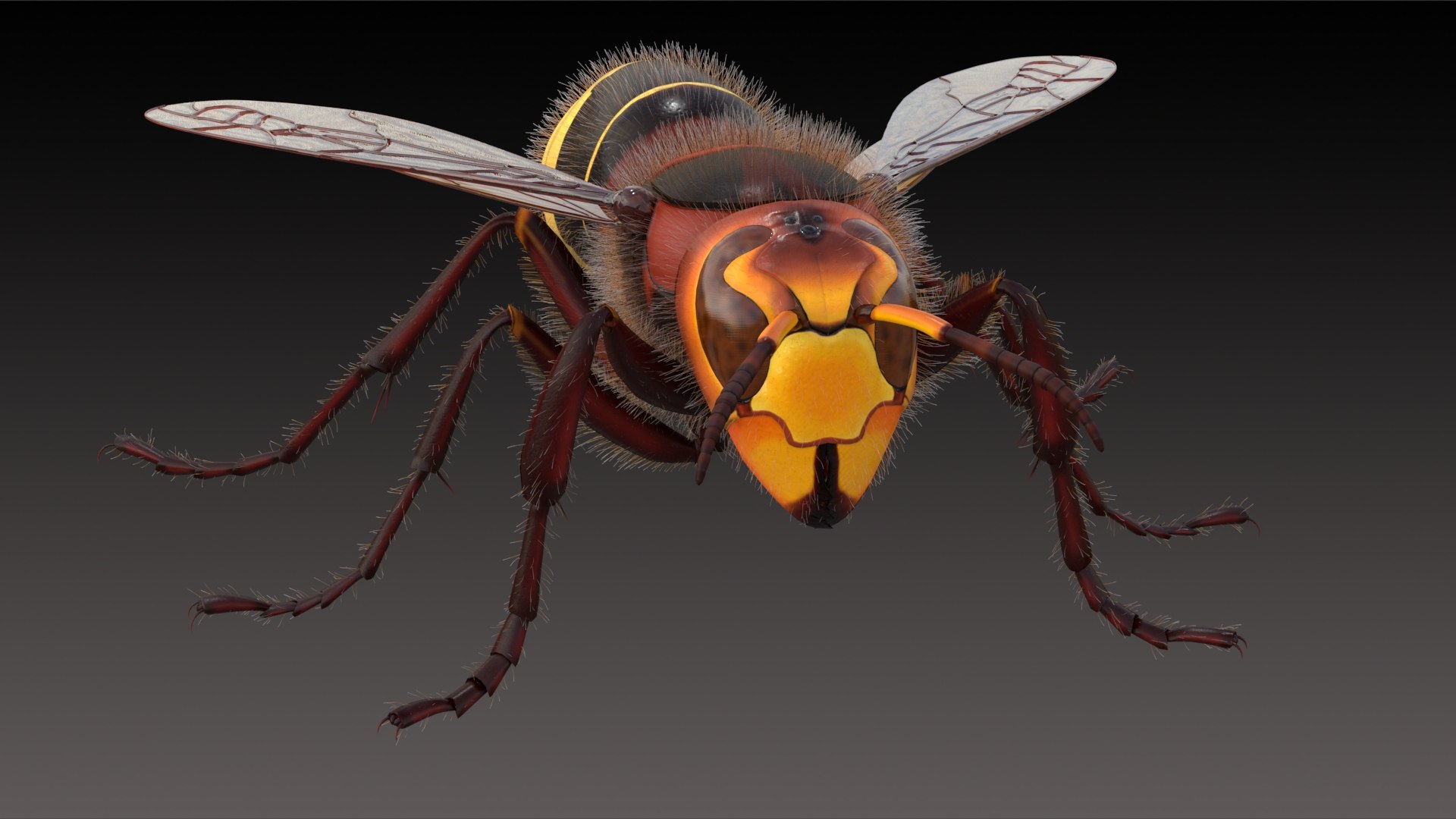 european hornet model https://p.turbosquid.com/ts-thumb/jw/SzzHYy/NCeEIxPf/photo_3/jpg/1594242854/1920x1080/fit_q87/3e381d6f6f56ba1f6a3d77b0421fa9f0fac11cd3/photo_3.jpg