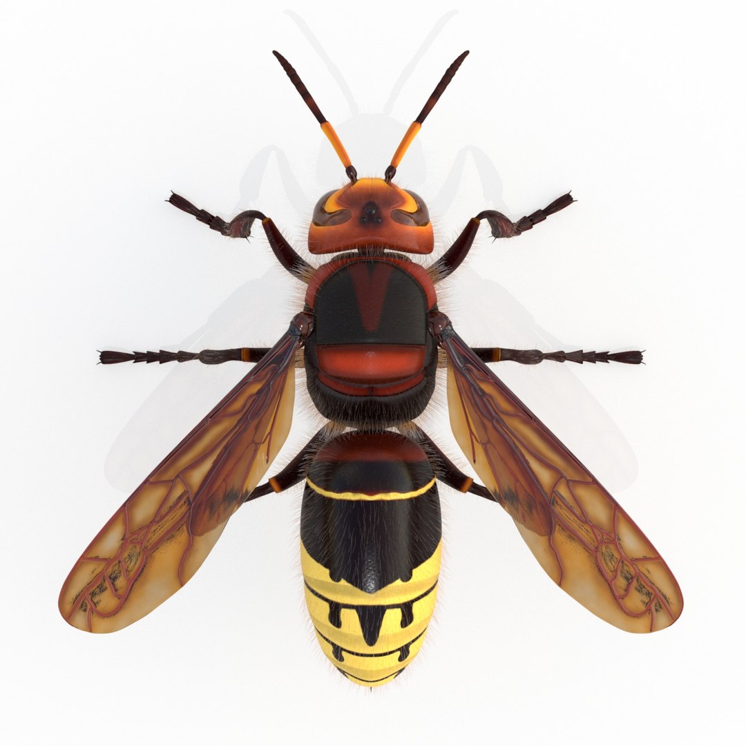 european hornet model https://p.turbosquid.com/ts-thumb/jw/SzzHYy/RnXIG8ef/photo_4/jpg/1594242854/1920x1080/fit_q87/479d63f076f0e8137d8c1d1ccf697097fa8ae146/photo_4.jpg
