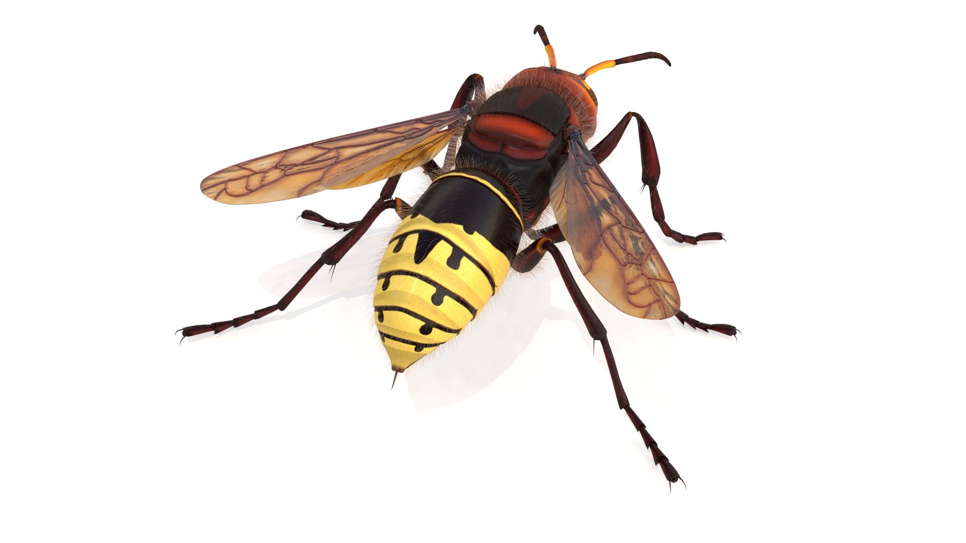 european hornet model https://p.turbosquid.com/ts-thumb/jw/SzzHYy/U7rPenCu/photo_5/jpg/1594242854/1920x1080/fit_q87/0f088c97c474680322ebe3b1c25bff8a6a4acc9a/photo_5.jpg