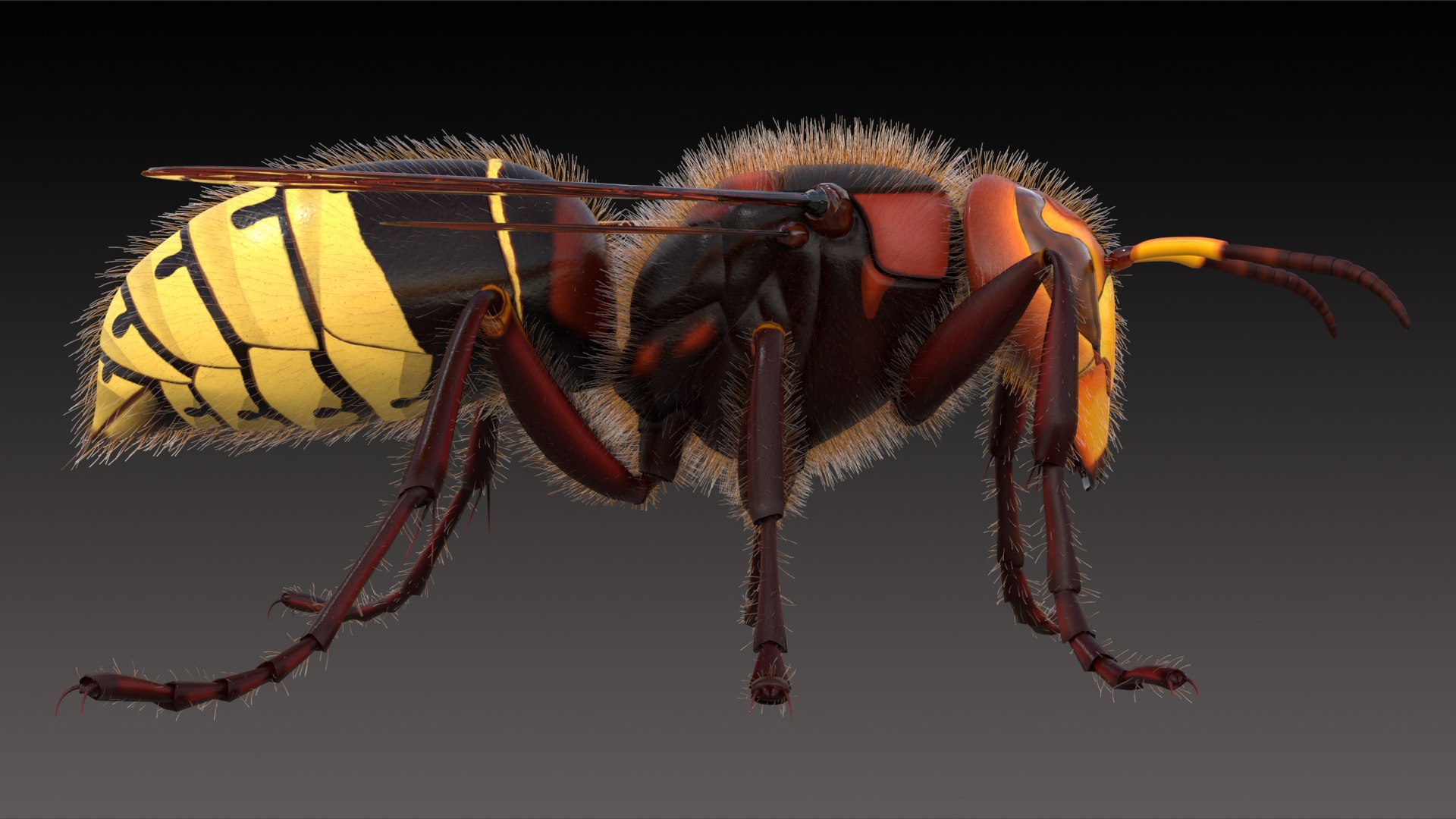 european hornet model https://p.turbosquid.com/ts-thumb/jw/SzzHYy/eBKxWINd/photo_2/png/1594242854/1920x1080/fit_q87/5c3d98aa7f83d34a1f339e56d29c5d4798b6a919/photo_2.jpg