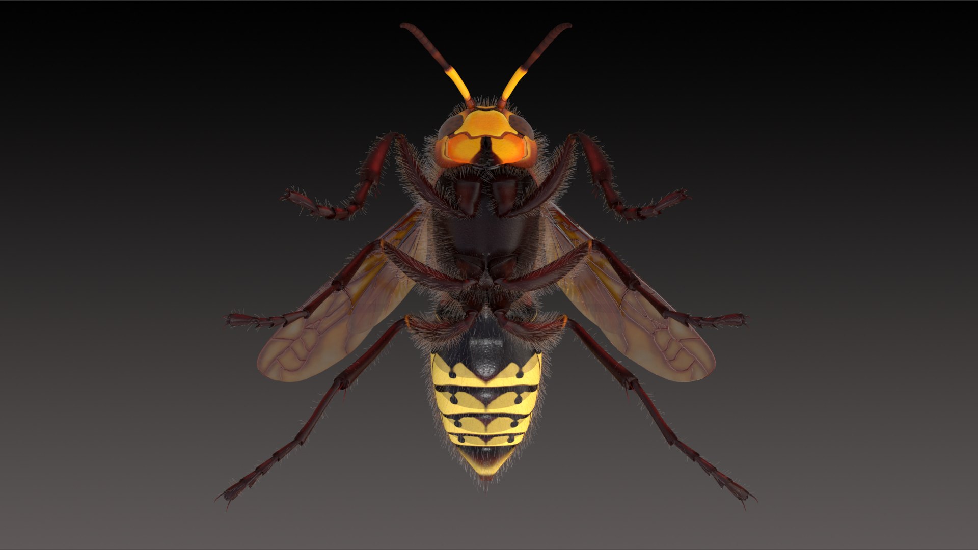 european hornet model https://p.turbosquid.com/ts-thumb/jw/SzzHYy/lKC4zWyk/photo_99/png/1594242911/1920x1080/fit_q87/e7e9e9f1d6c7d02e01b8f142ae5201d19f43eedb/photo_99.jpg