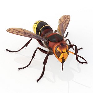 Hornet