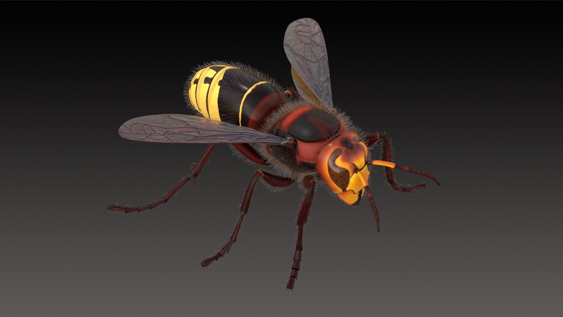 european hornet model https://p.turbosquid.com/ts-thumb/jw/SzzHYy/pVz4ID9R/photo_7/png/1594242854/1920x1080/fit_q87/b9b94eb834168ca8dc4b06fd7797d45358a1836d/photo_7.jpg