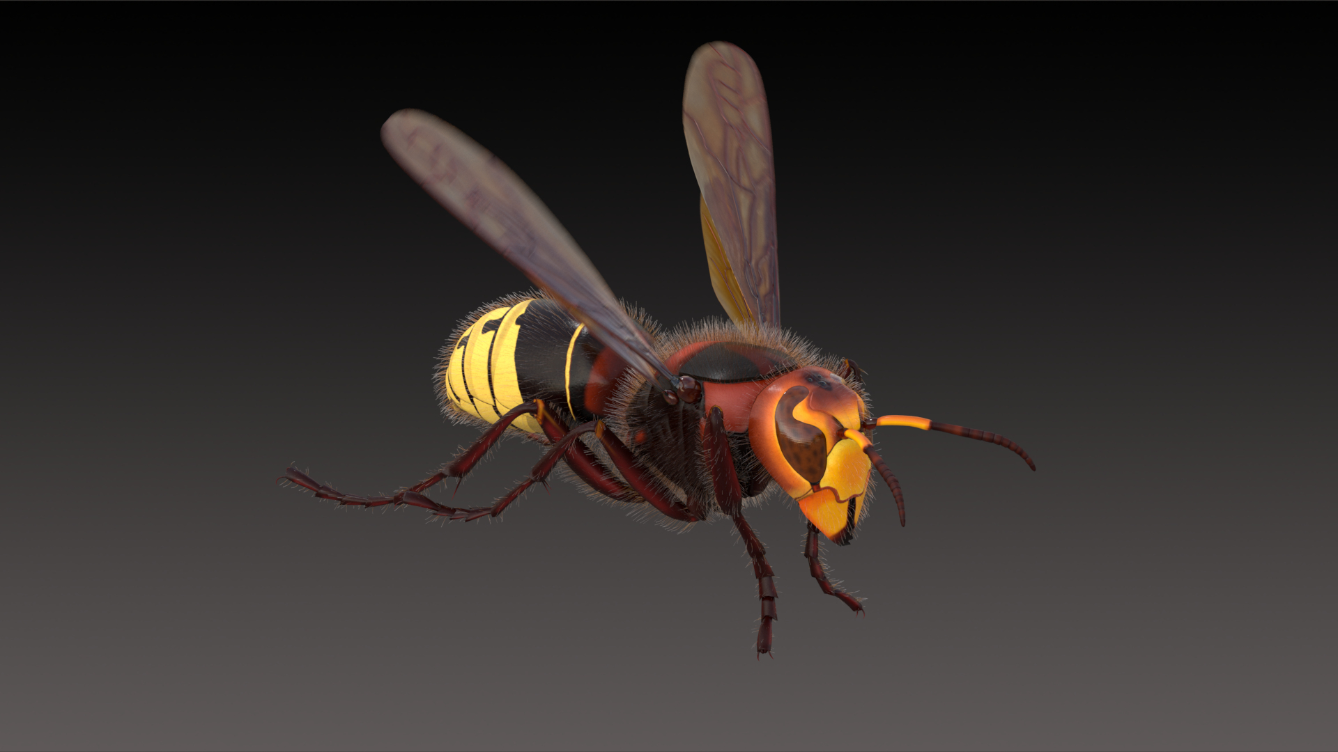 european hornet model https://p.turbosquid.com/ts-thumb/jw/SzzHYy/ygHVg7Re/frame/png/1594242058/1920x1080/turn_fit_q99/66521b075b60b1318b955cce3e509aa54e28ad5c/frame-1.jpg