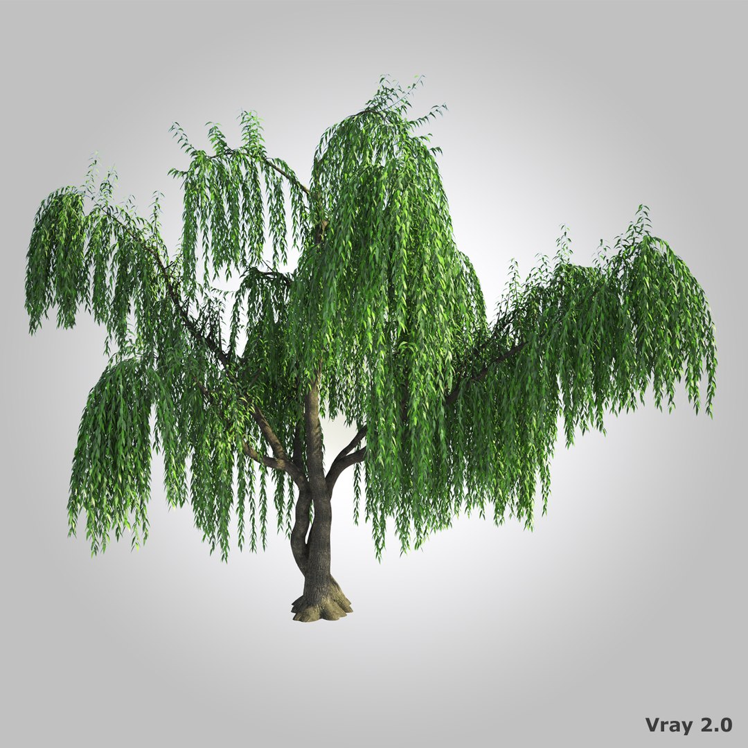 3d Model Realistic Willow Tree