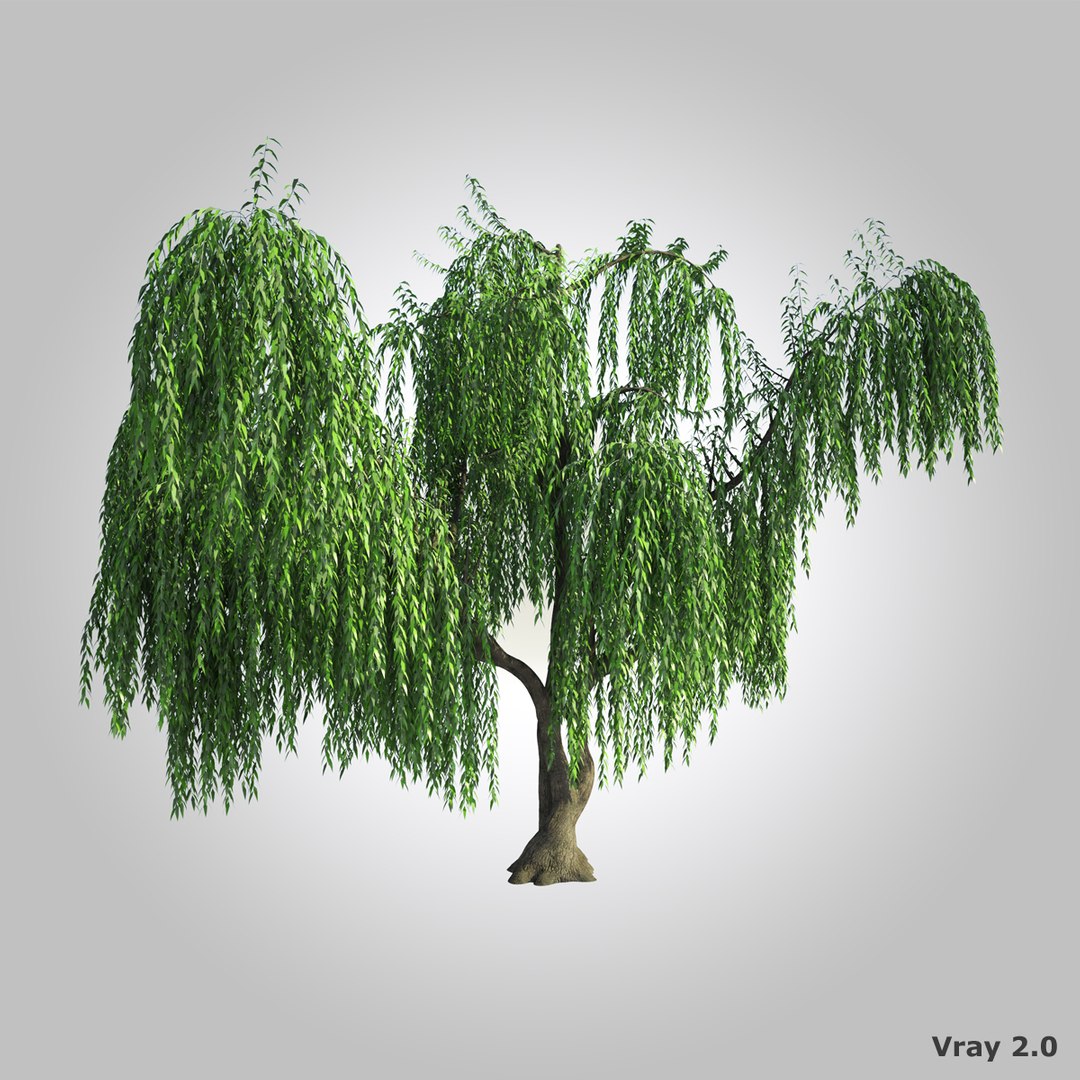 162,879 Willow Tree Images, Stock Photos, 3D objects, & Vectors