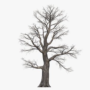 3D dead oak tree model