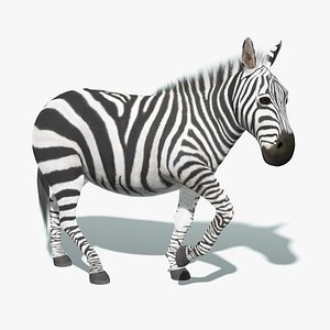 max zebra fur rigged animation