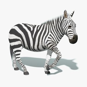 Zebra Fur Rigged