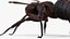 Ant Rigged Animated 8K PBR Textures