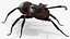 Ant Rigged Animated 8K PBR Textures