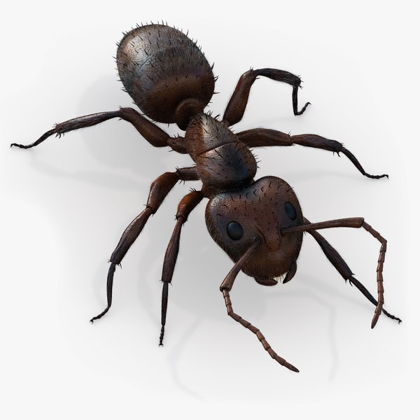 3D Ant Rigged Animated 8K PBR Textures