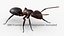 Ant Rigged Animated 8K PBR Textures