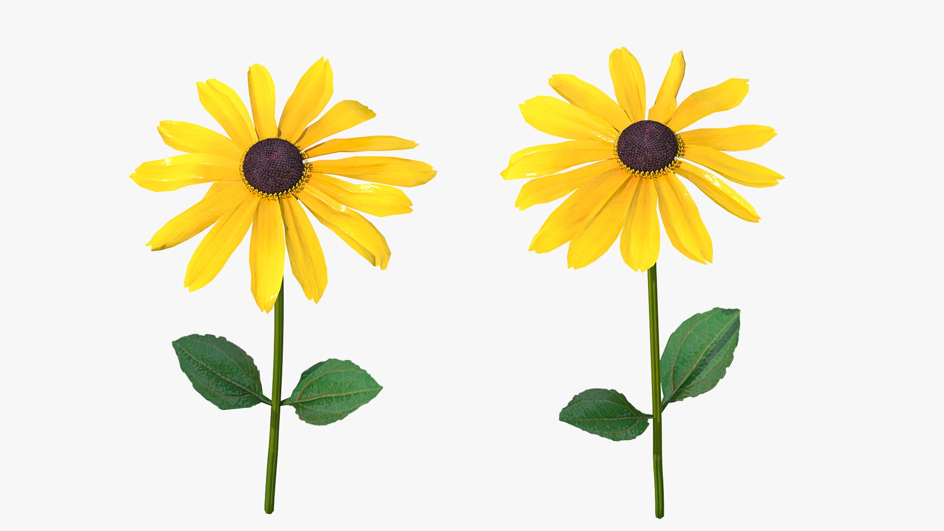Rudbeckia Hirta Black Eyed Susan Flower 3D model preview