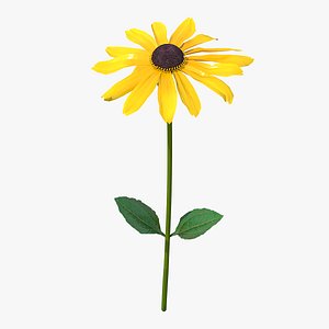 Rudbeckia Hirta Black Eyed Susan Flower