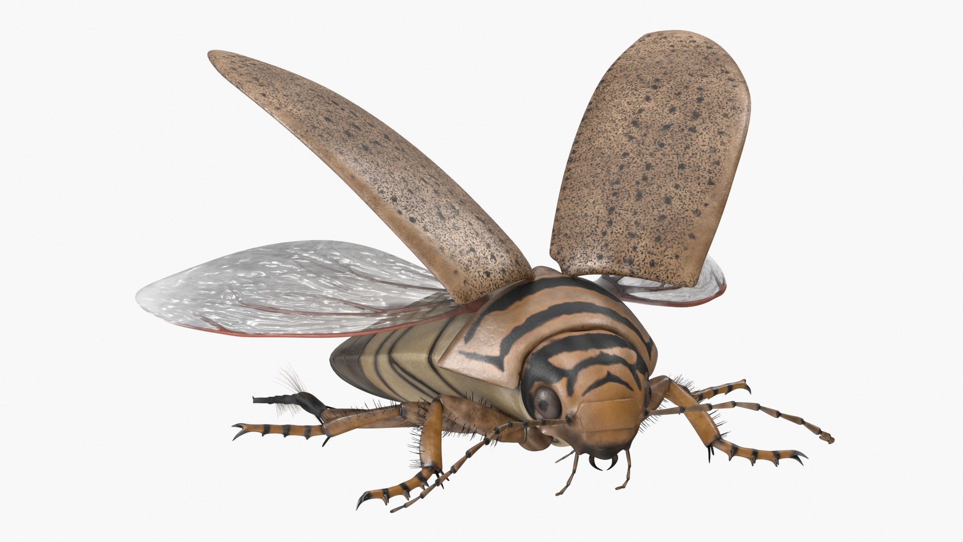 Hygrobia Beetle Beige Flying 3D model preview