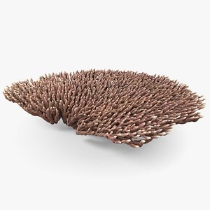 3D model Acropora Coral M 04