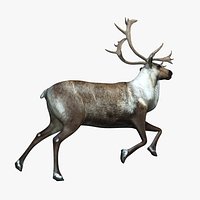Deer run
