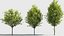 Carpinus caroliniana 3D model