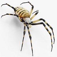 Argiope Trifasciata Orb Weaver
